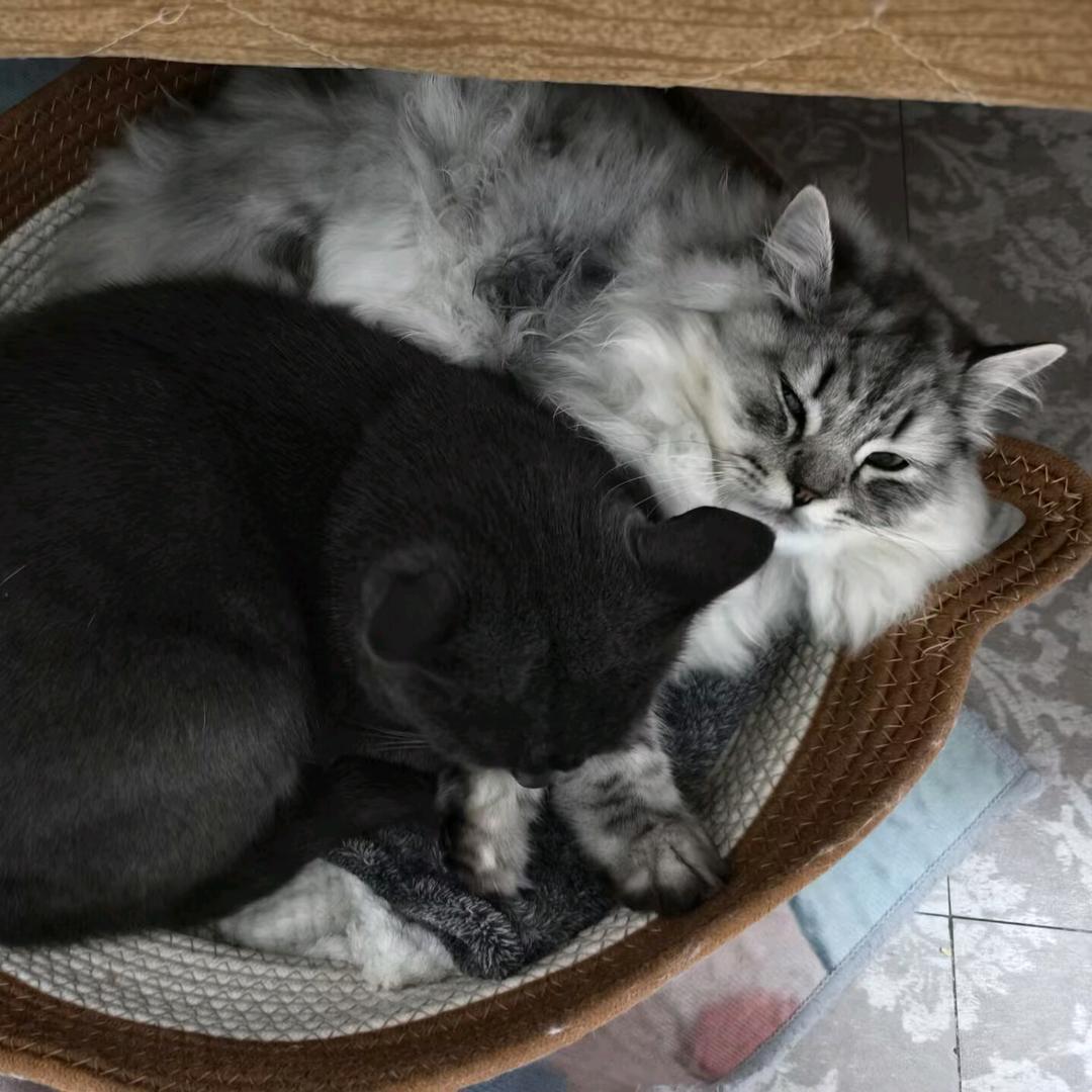 咩呀咪宝