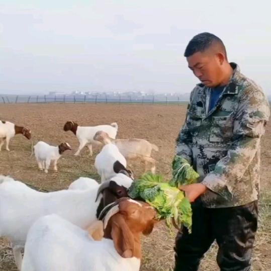 刘哥养羊