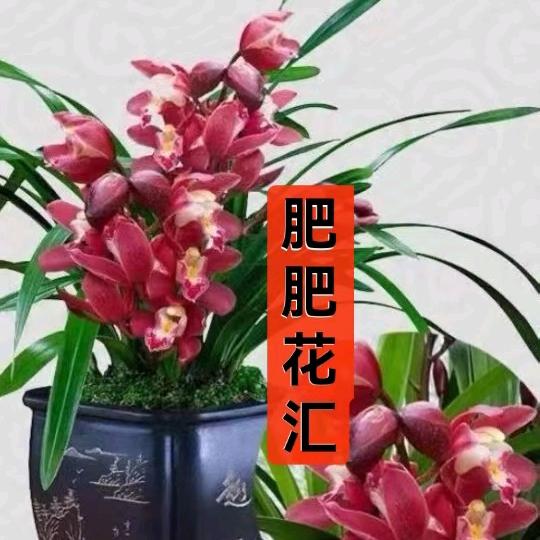 肥肥花汇