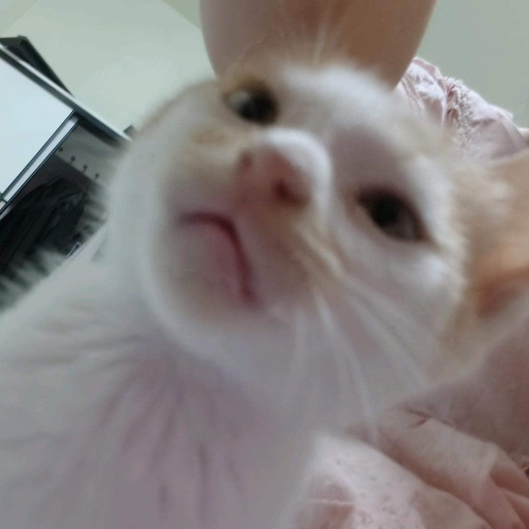 小白公主by🍅