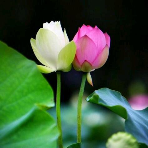 芊语