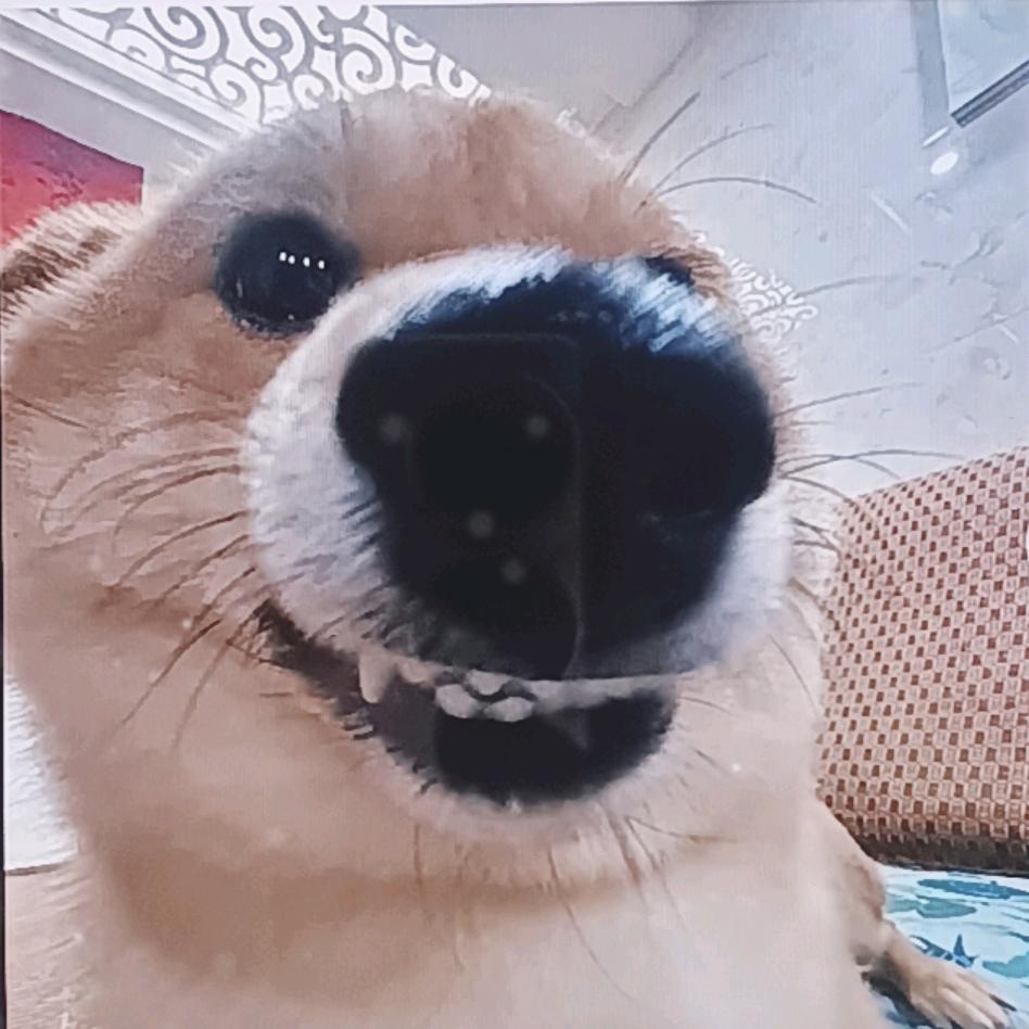是吾爱帅