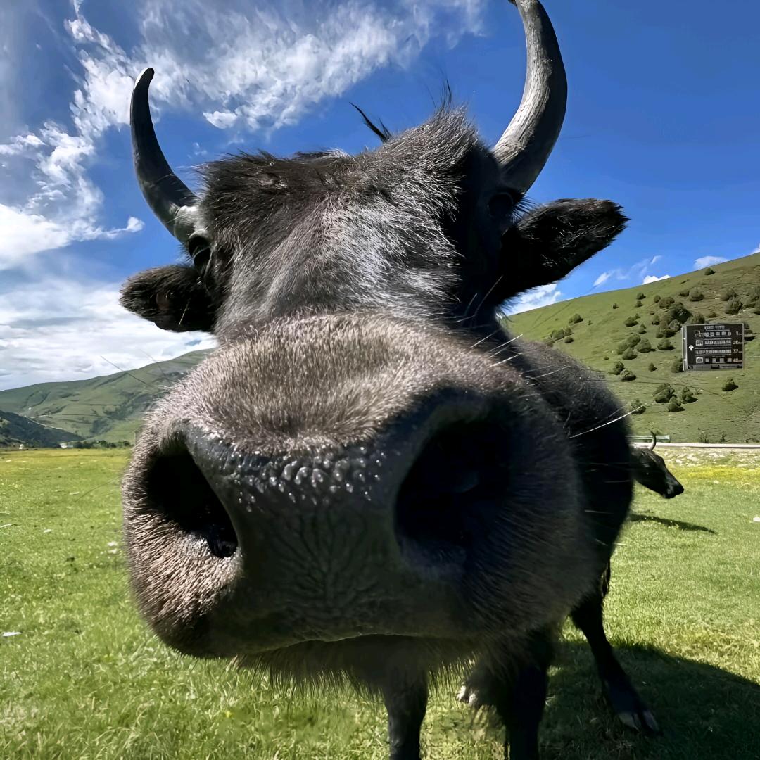 每天都起很 赵先生