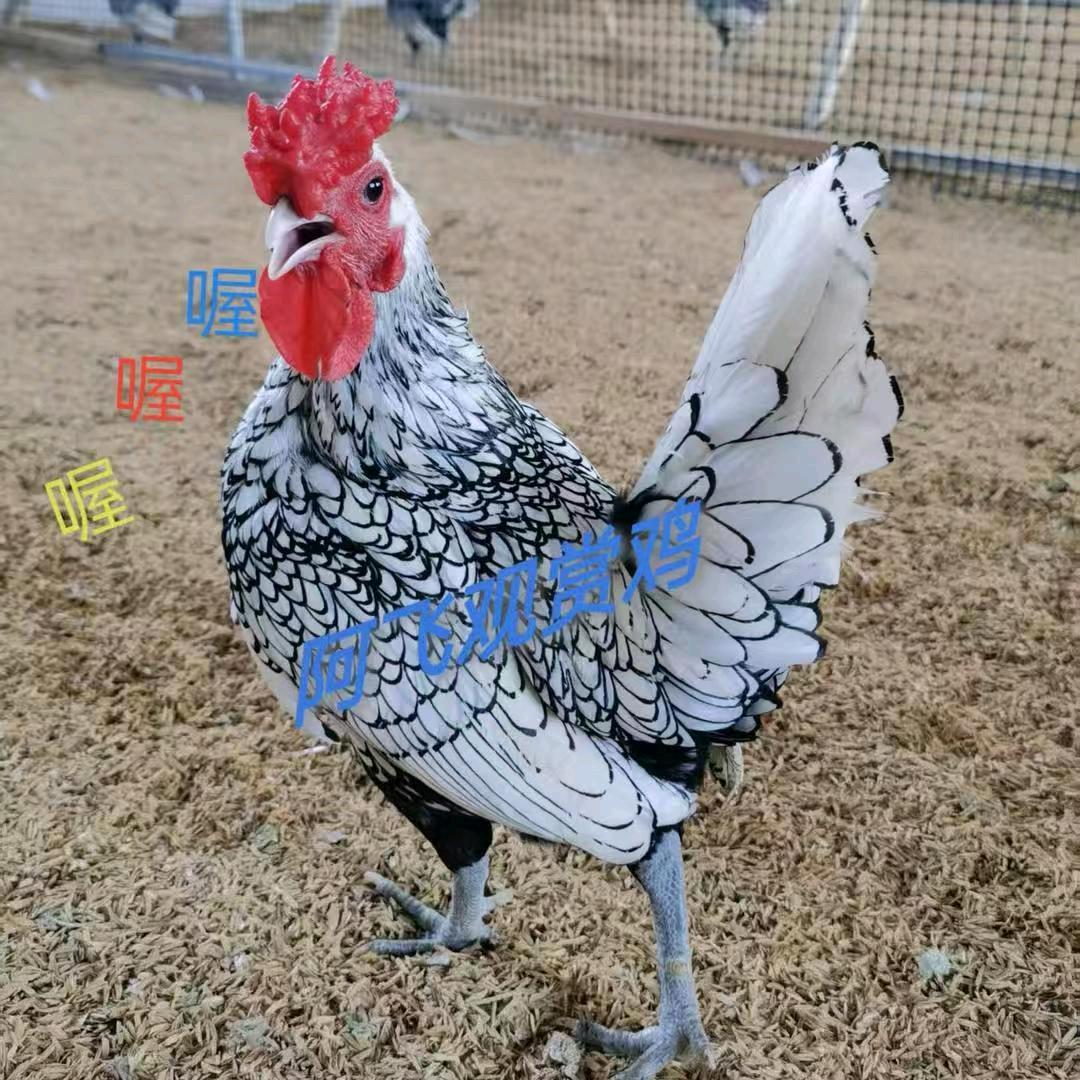 阿飞养殖农场