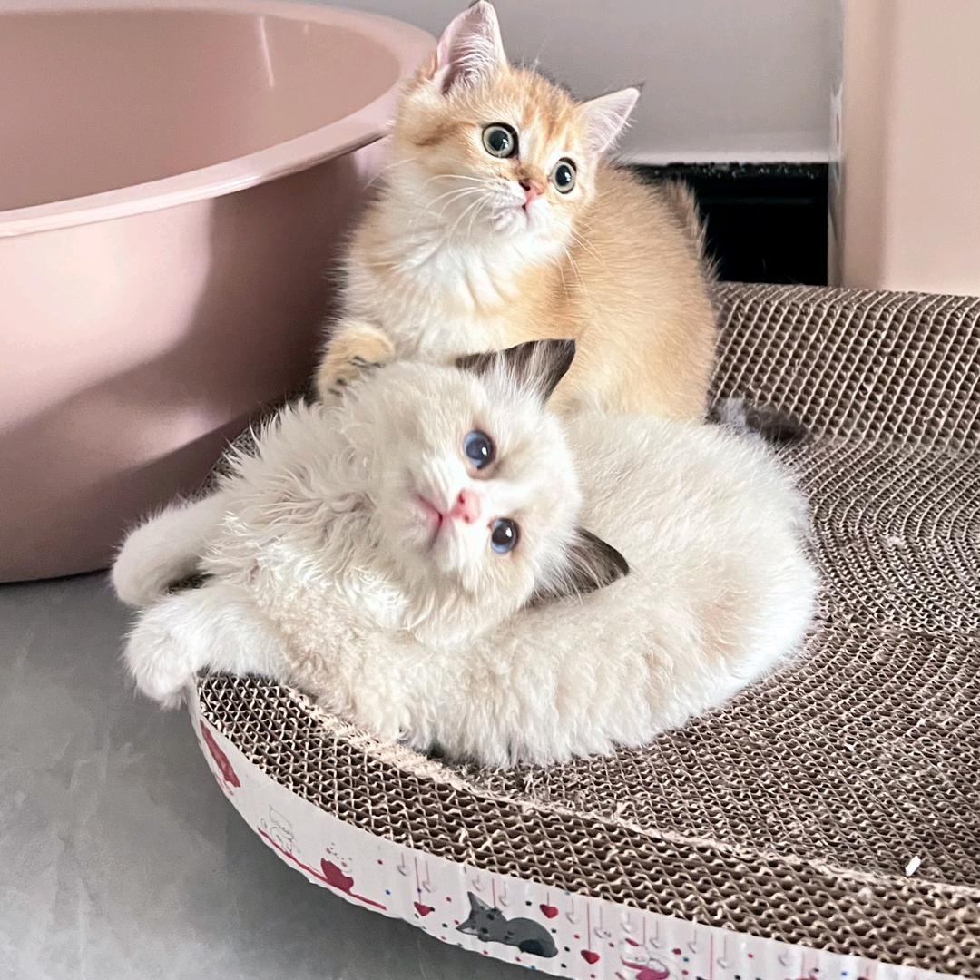 小宝DIY手工串珠