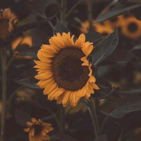 🕊ꦿ半颗星辰꧔ꦿ᭄💞🕊