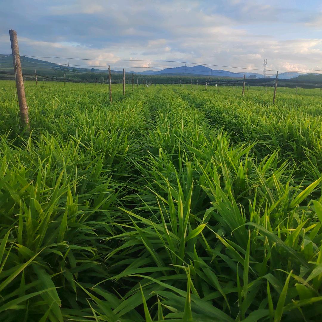 云南文山州小黄姜