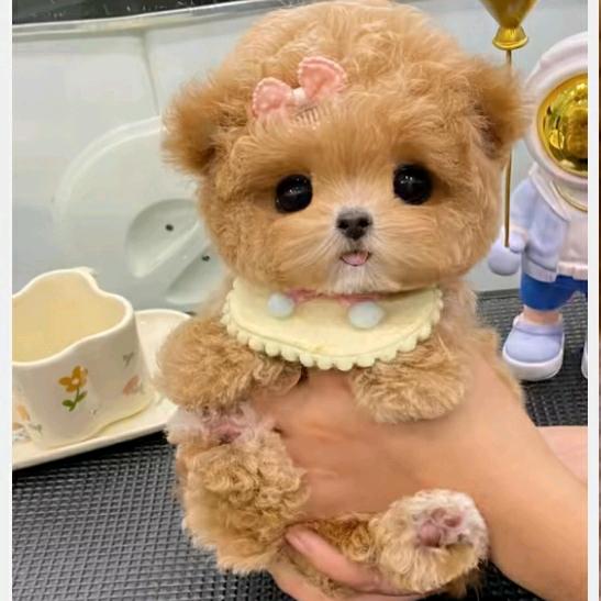 宠物犬舍