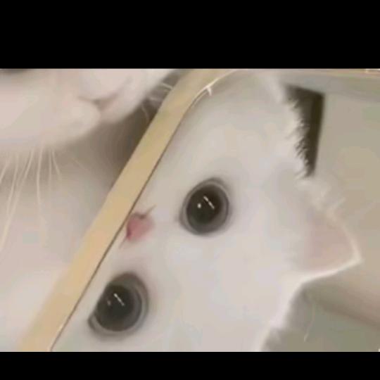 琪