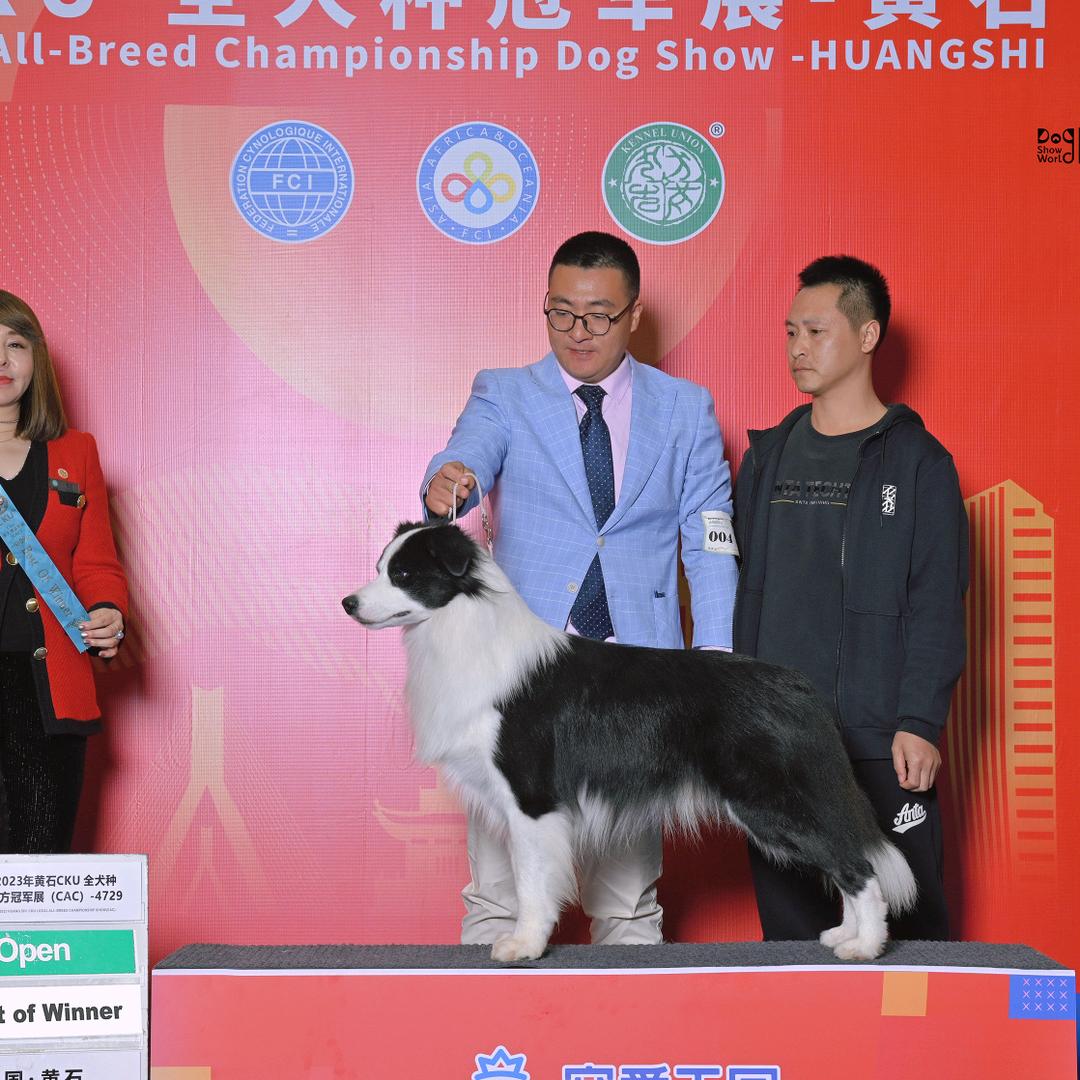 边牧(登令犬舍)