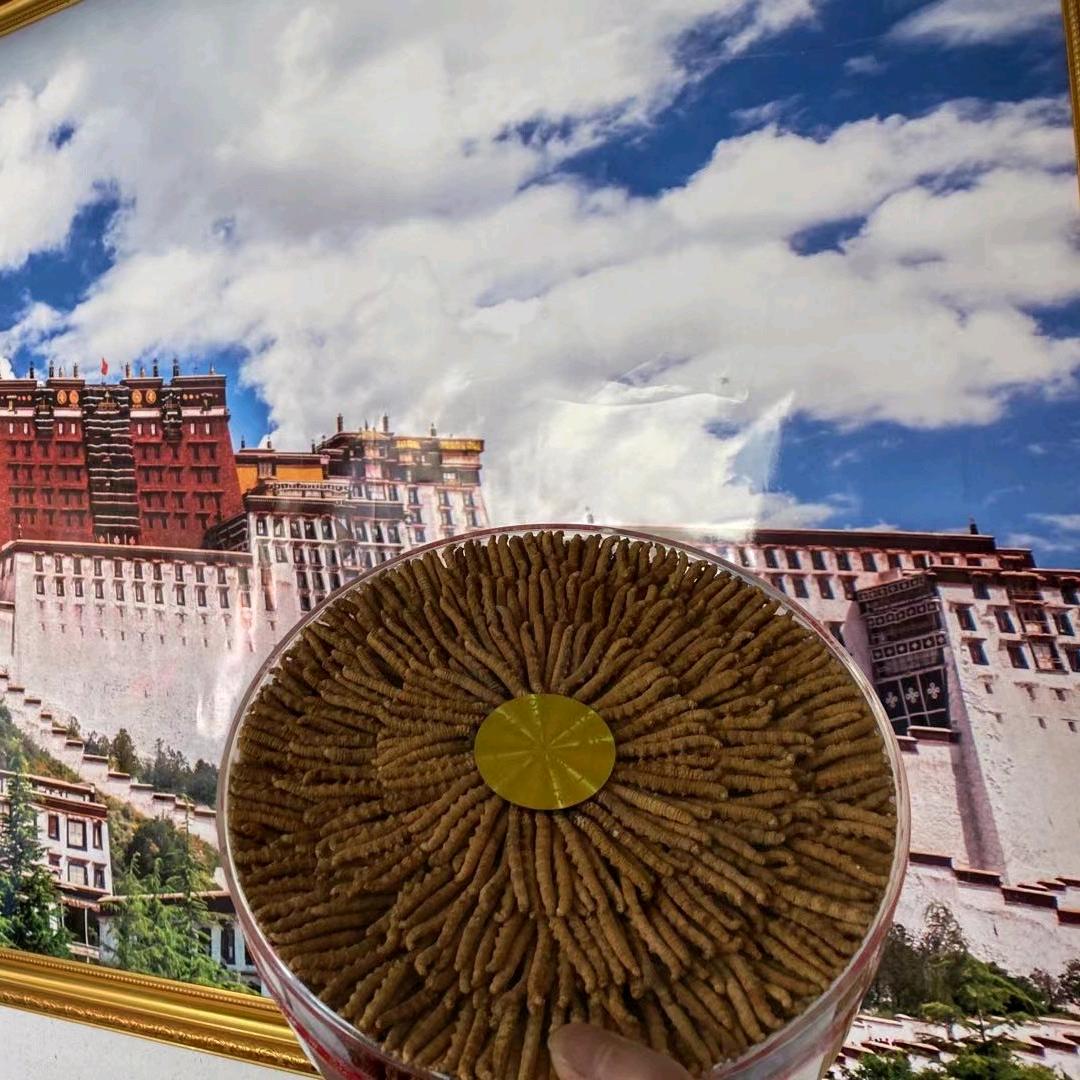 那曲巴青县一乙虫草