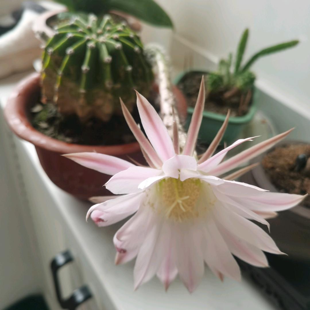 阿二头