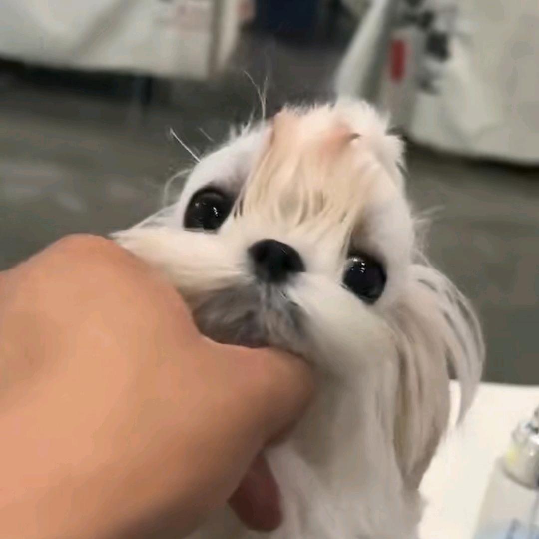 家有萌宠
