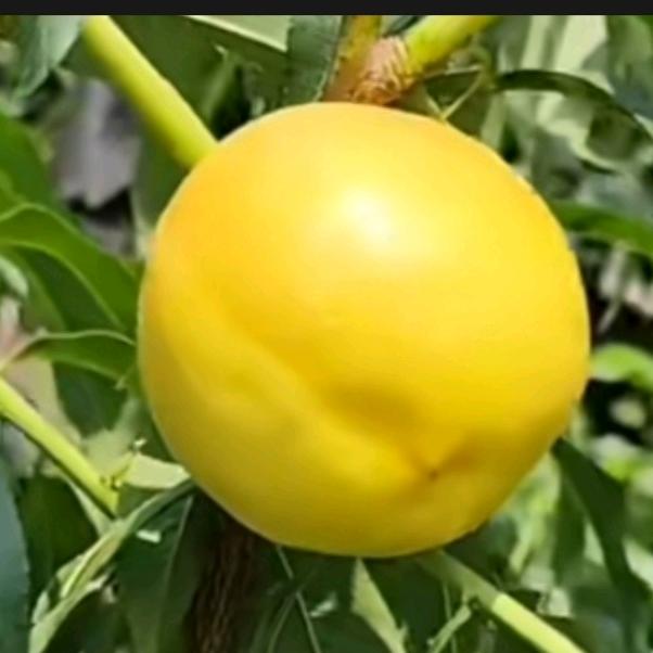 蒙阴桃哥