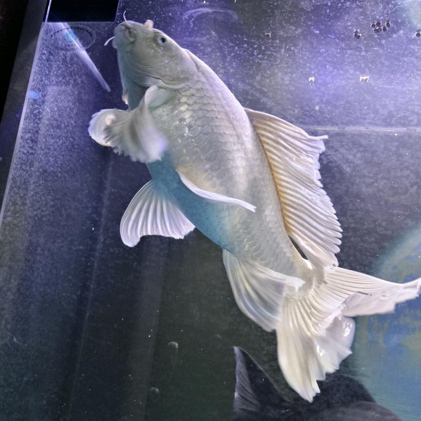 明兴蝴蝶鲤养殖