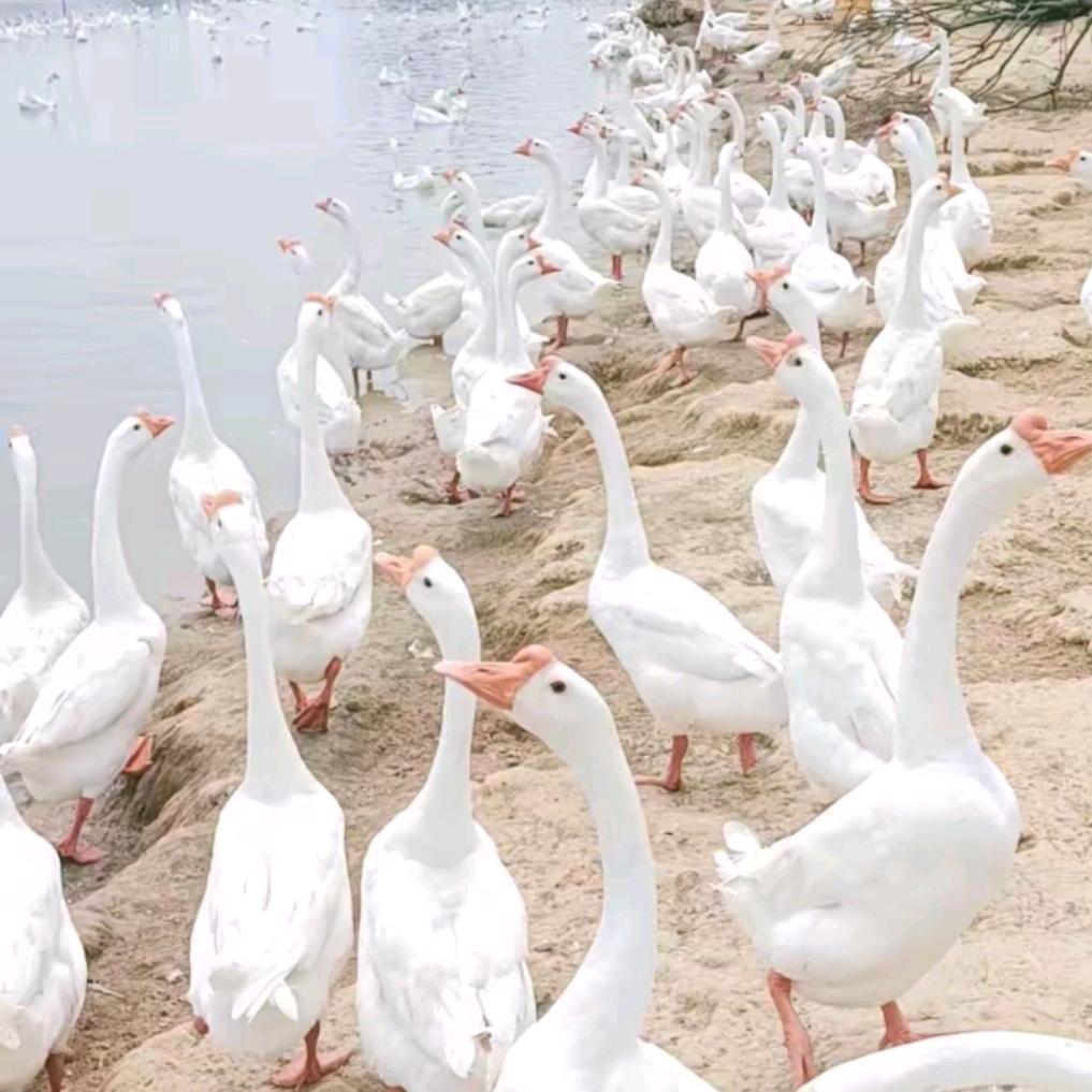 徐老师聊养鹅