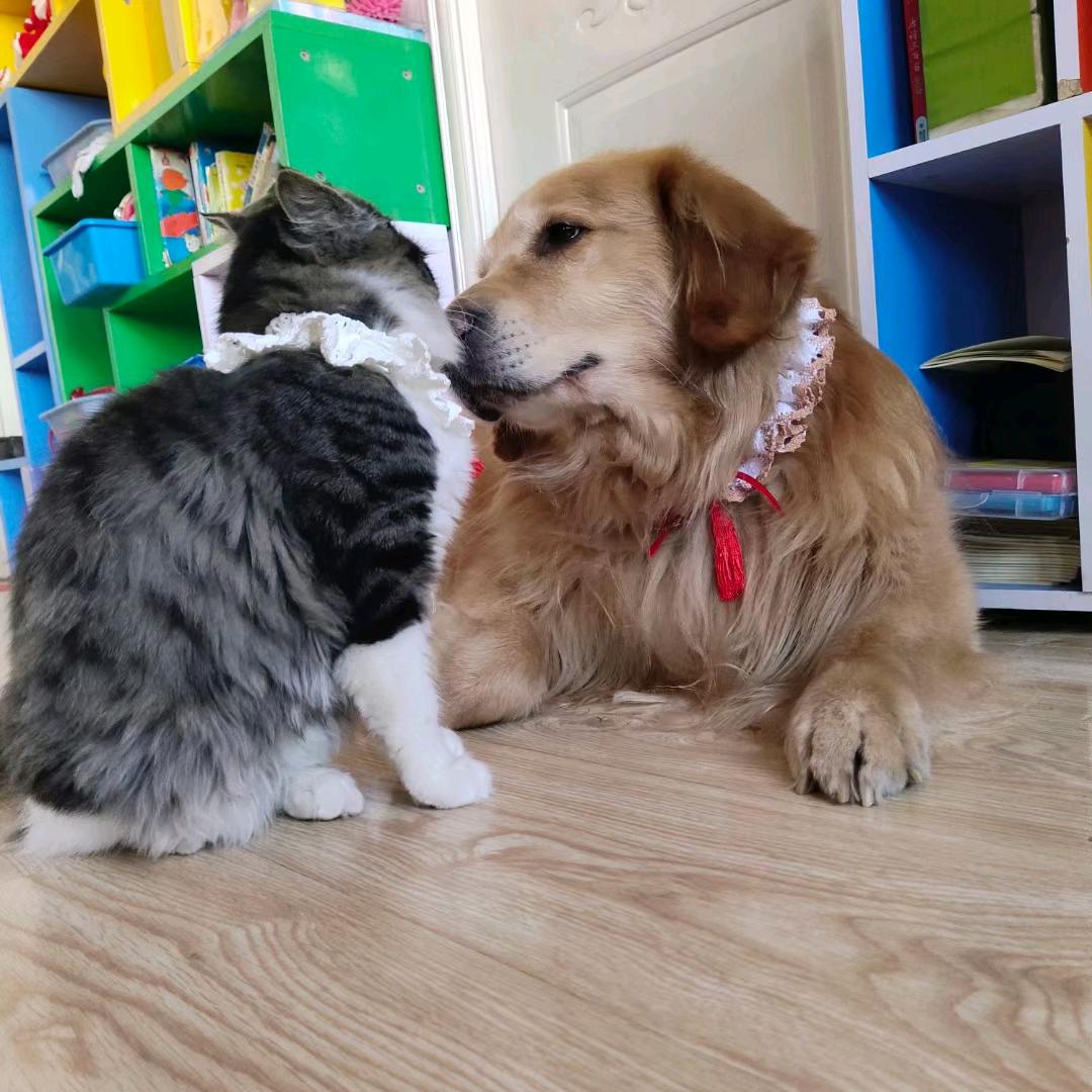 ❤️金毛赖皮❤️