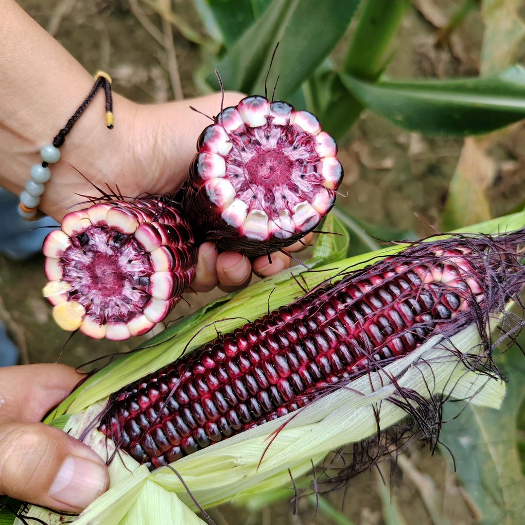 河南甜糯玉米种植基地