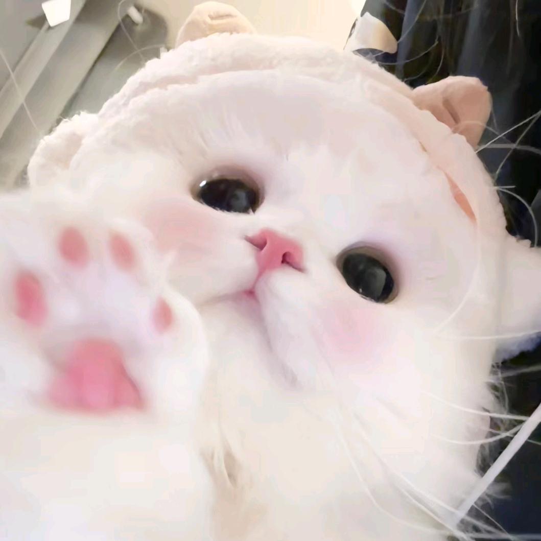 洋小圈