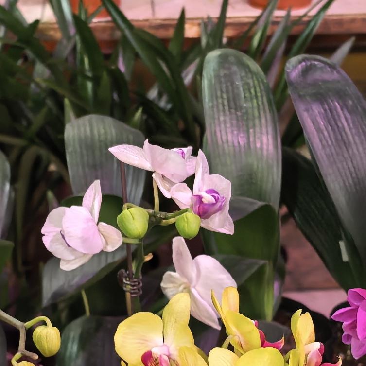 宇硕宝贝萍姐。