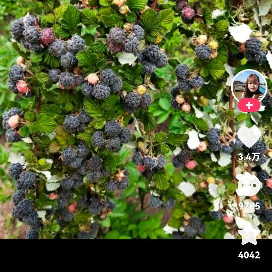 超级明亮的星星