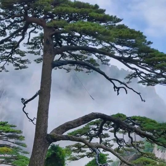 高先生
