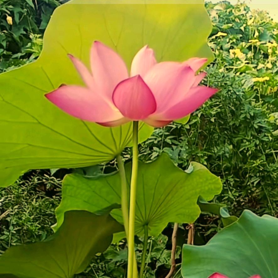 此号  待转
