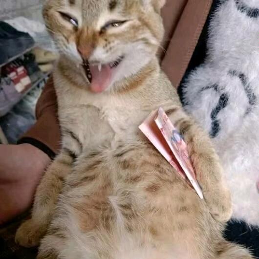 尘白三角洲代肝哈弗币