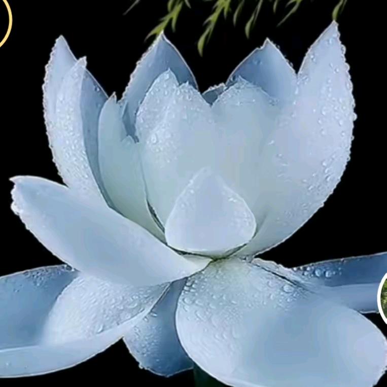 幽~香啊妹