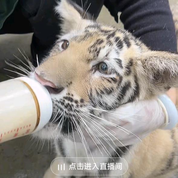 虎虎有威
