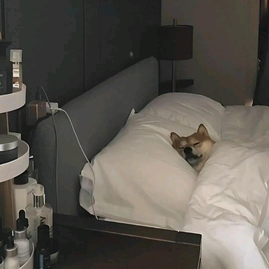 律稚