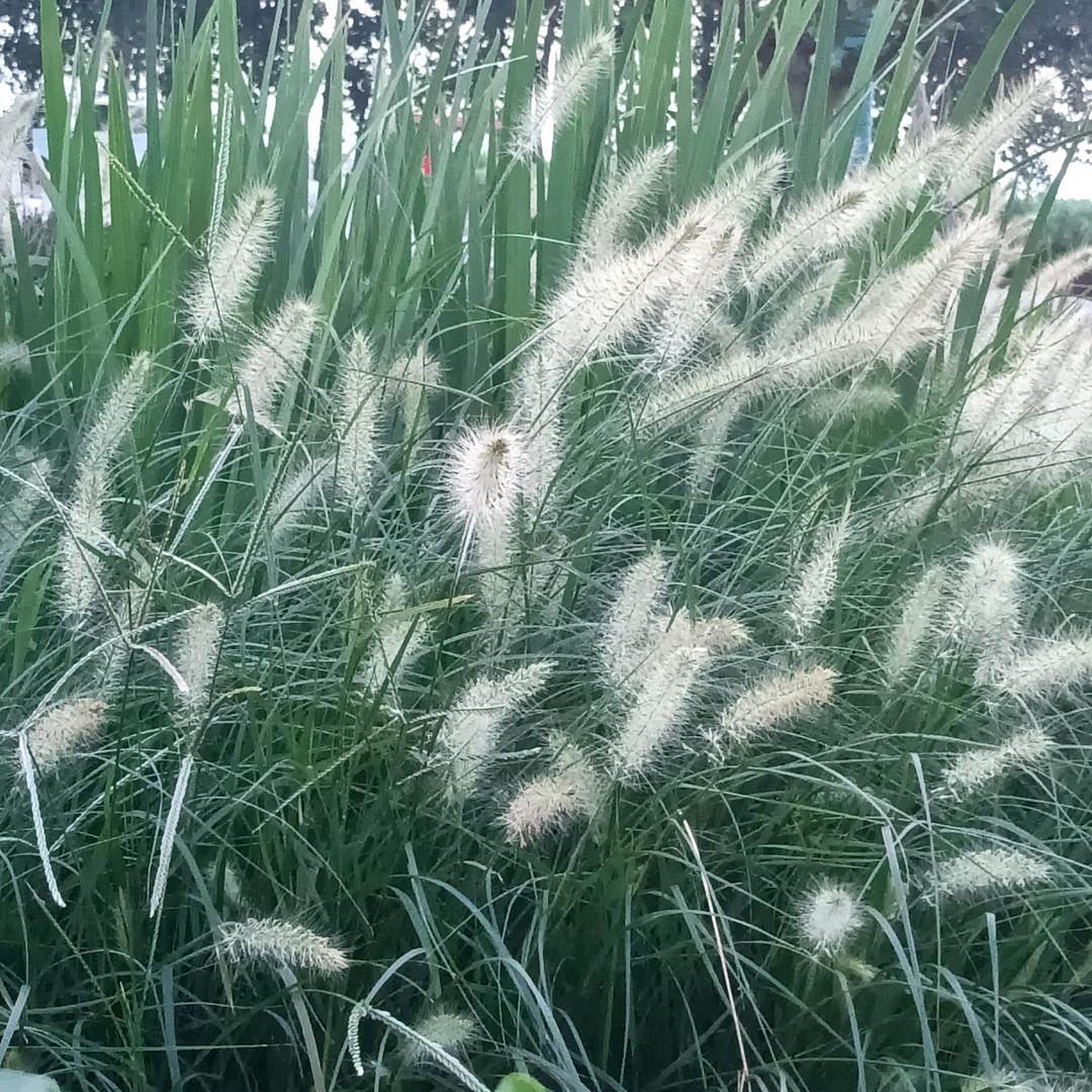 檀语红木工艺品