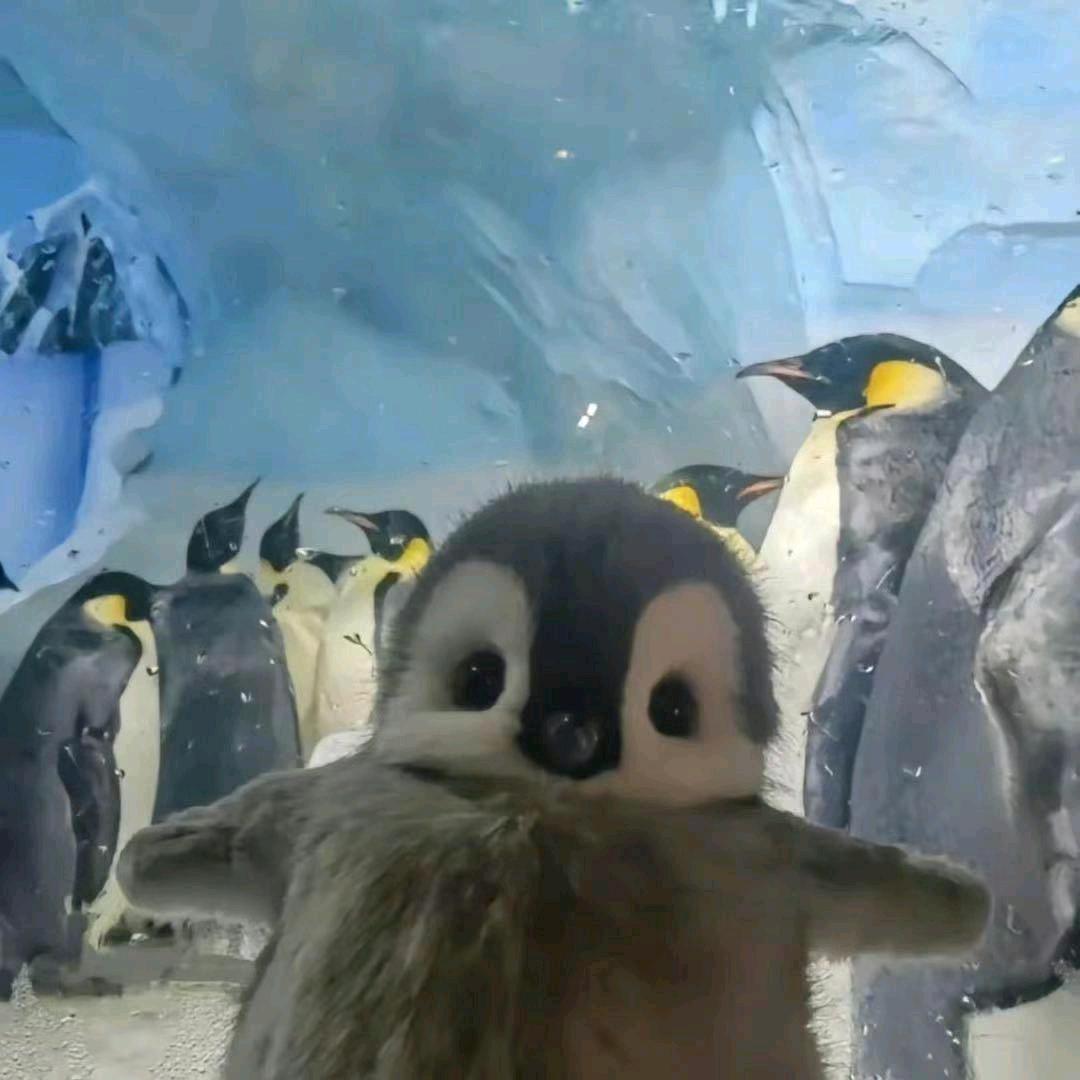 灰灰^