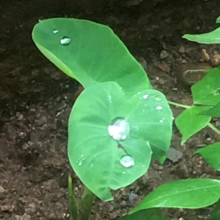 梵音
