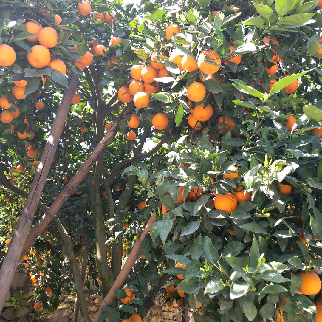 大鹏 ，欲成大树，不与草争。