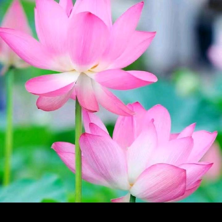 佛善堂🙏🙏🙏
