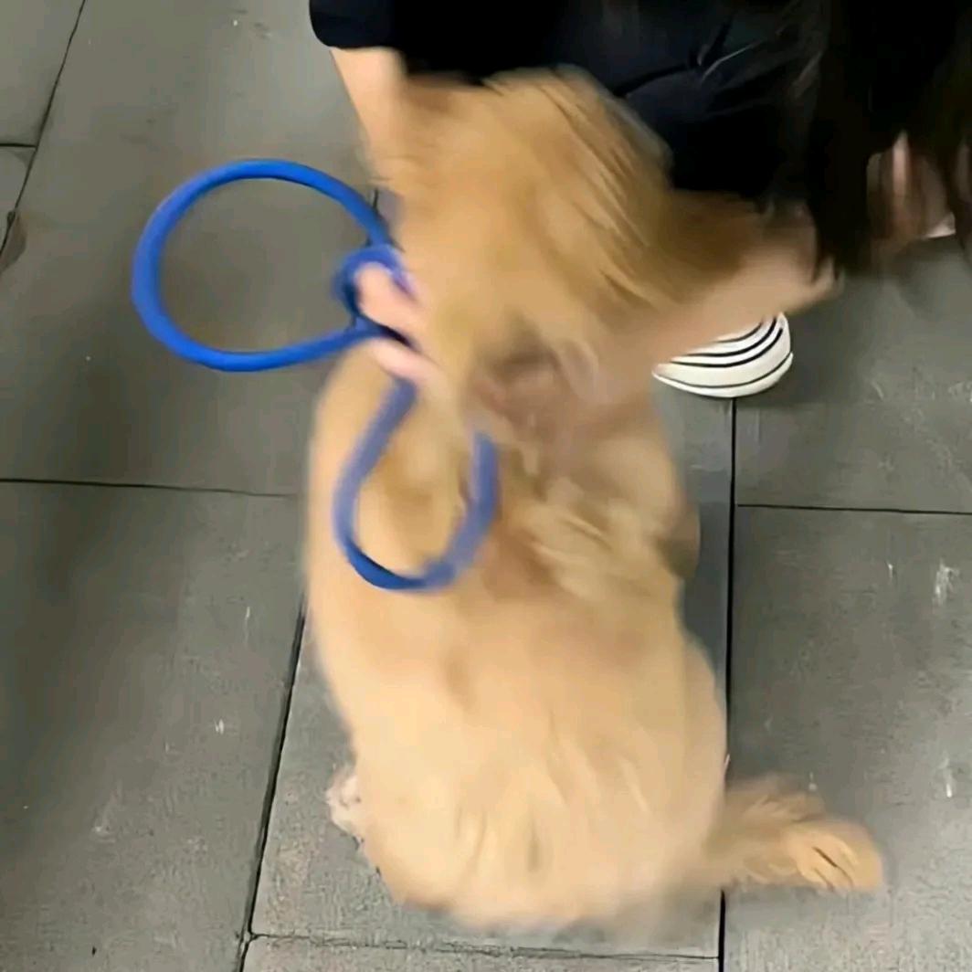 海上森林一只猫
