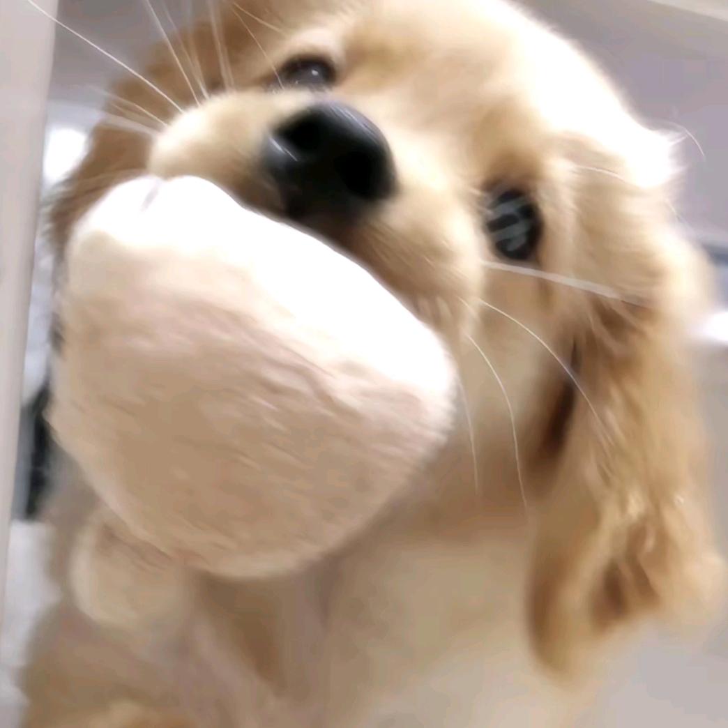 暴躁小梦