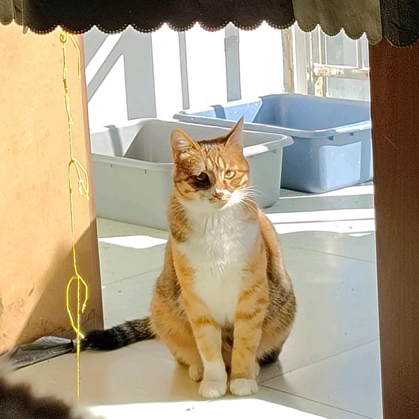 爱💤的🐱