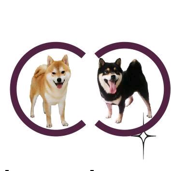 重庆伊藤 柴犬 豆柴 犬舍