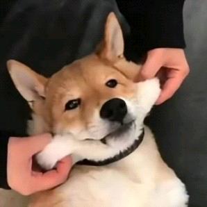 胤