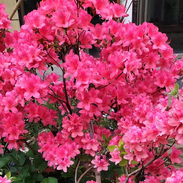 💖李ℒℴѵℯ苗℘࿐