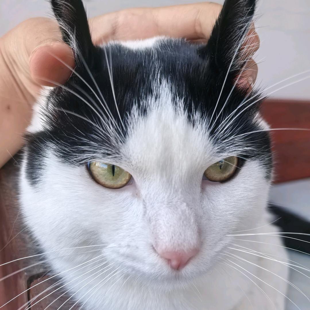 千里单骑