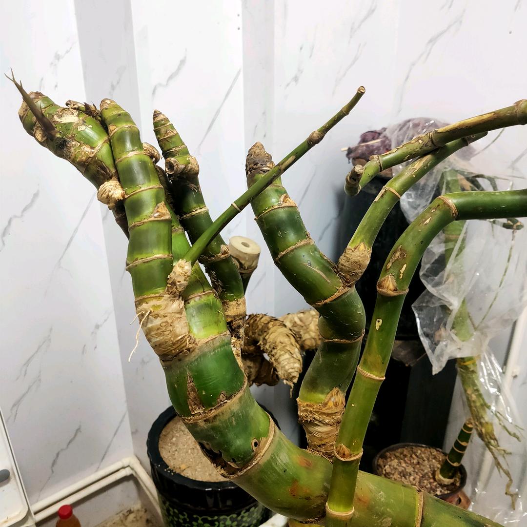 委材