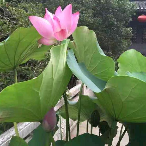 若云爱团购