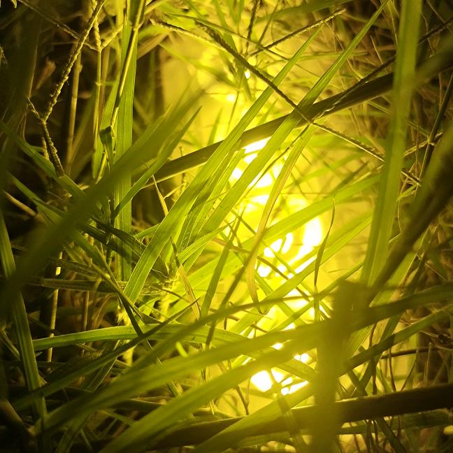 幸福奶爸