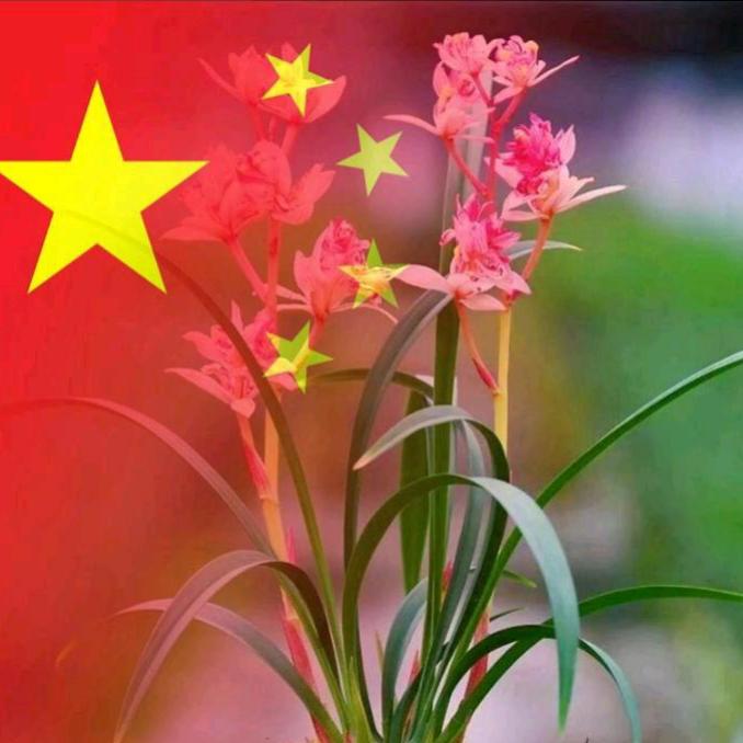 高县癸卯向晓丽🐇🍓💐💐🦋🦋