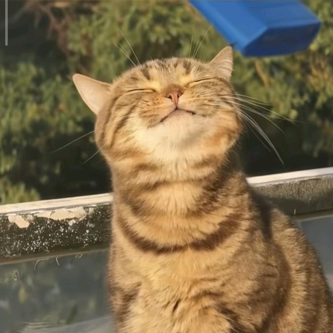 豆包不是干粮