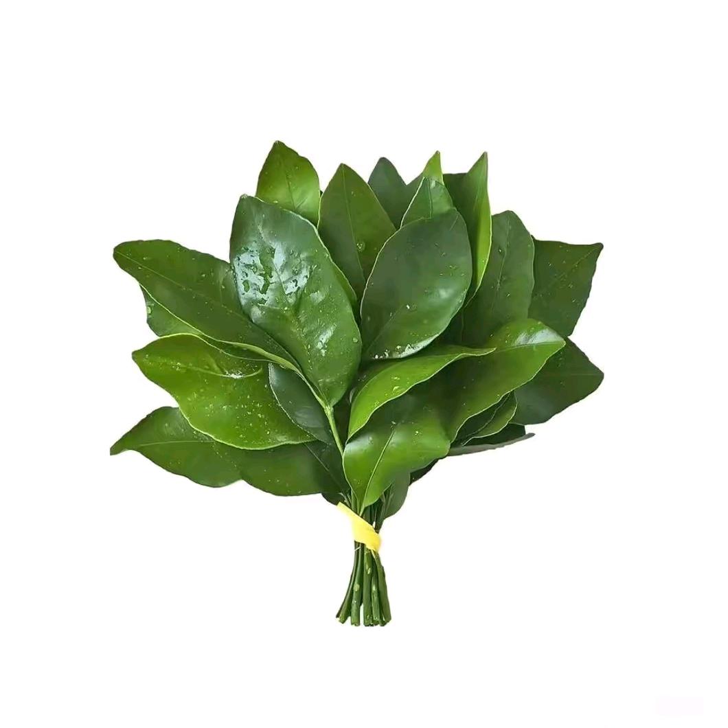 Aloe.
