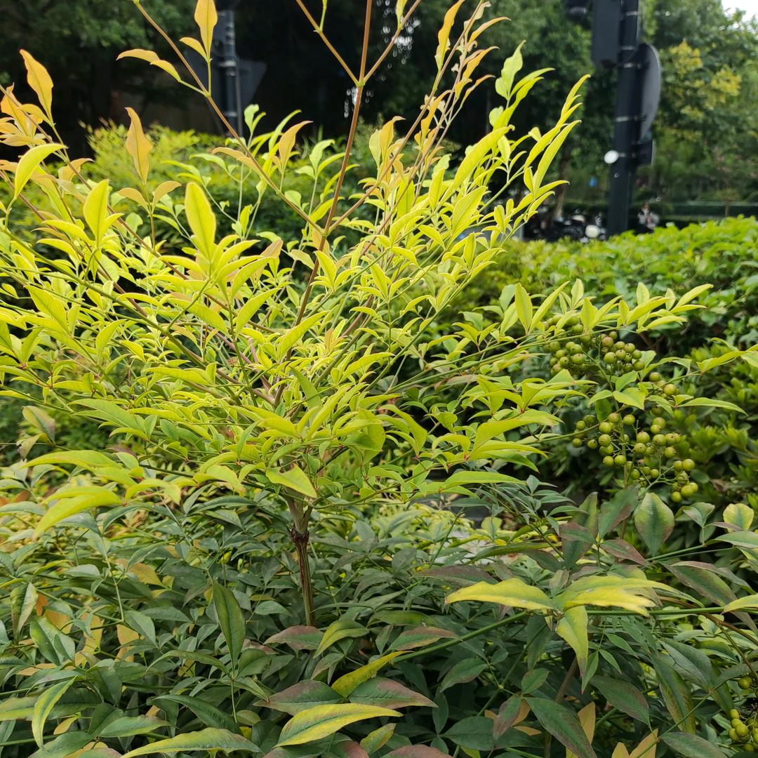 虫变